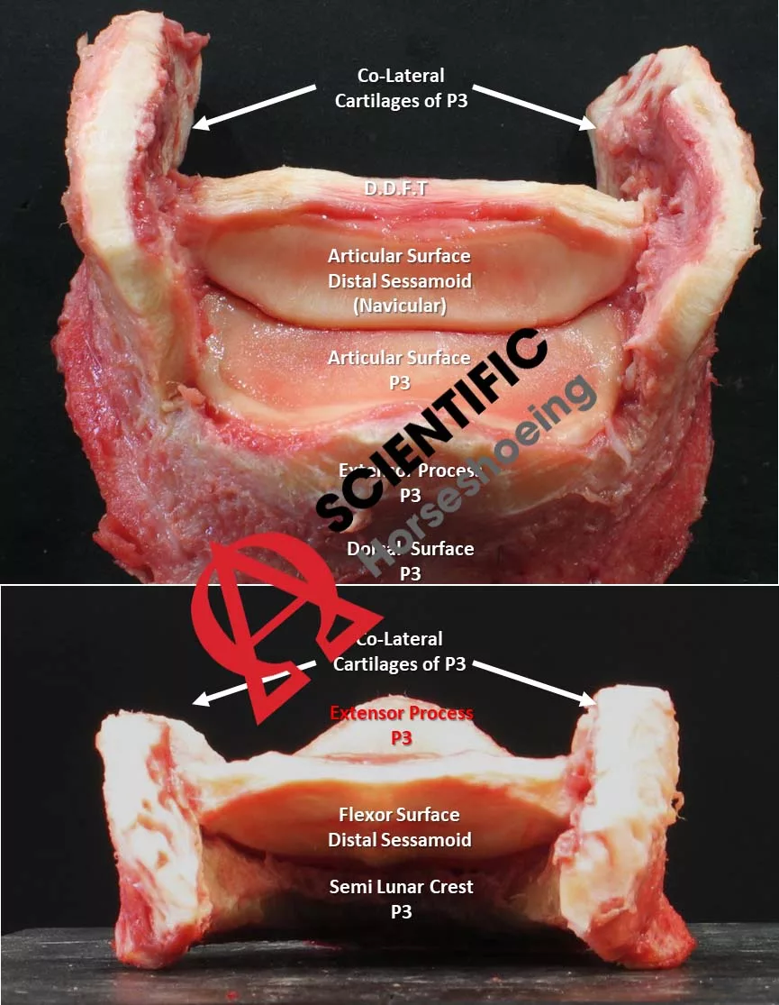 Anatomia dell'articolazione navicolare