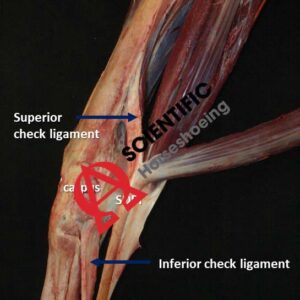 Check Ligaments Of The Fore Limb