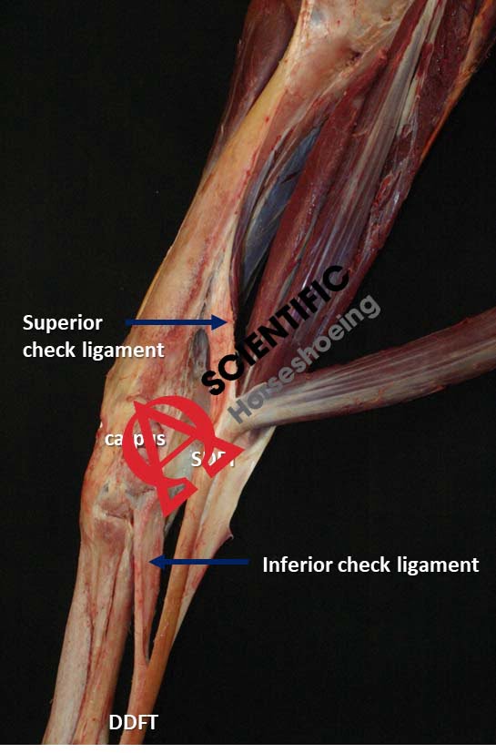 Vérifiez les ligaments du membre antérieur