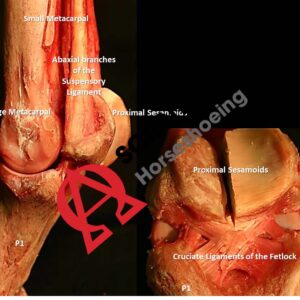 Ligaments Of The Fetlock 2