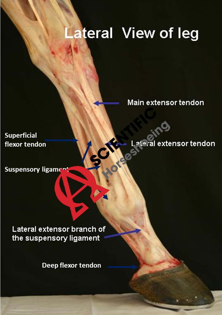 Tendons Of The Fore Limb