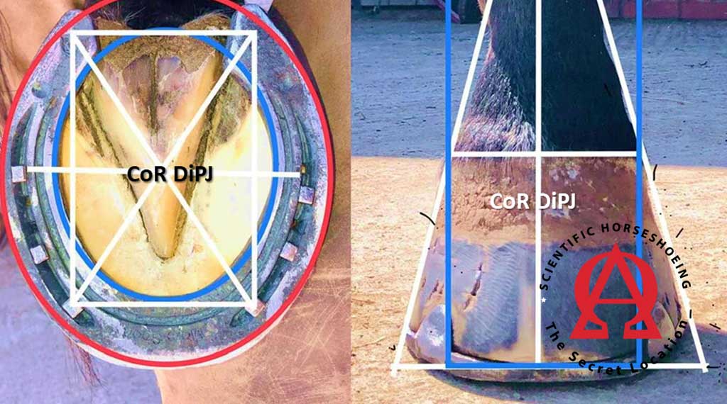 Focus on the Foot Course