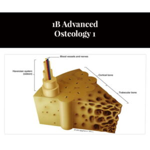 1B Advanced Osteology 1