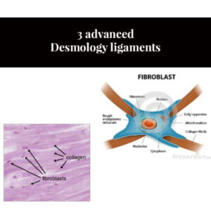 3 ligaments de desmologie avancés