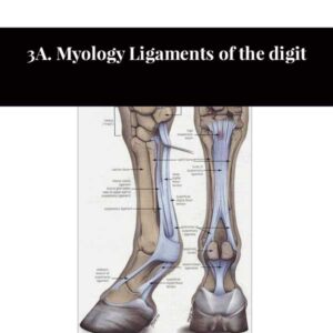 3A. Myology Ligaments of the digit