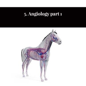 5. Angiologie partie 1