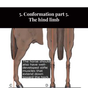 5. Conformation part 5. The hind limb