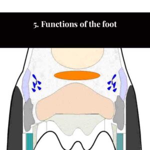 5. Functions of the foot