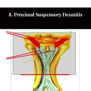 8. Proximal Suspensory Desmitis