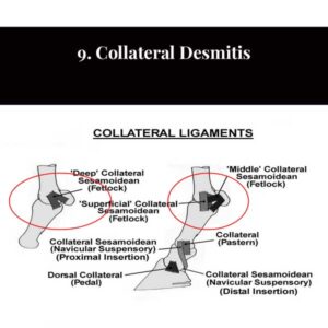 9. Colateral Desmitis