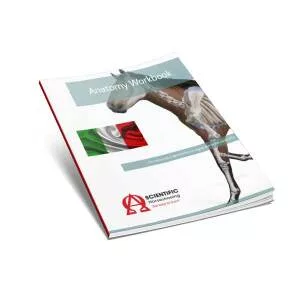 Рабочая тетрадь по анатомии - итальянский