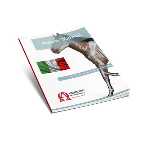 Anatomy Workbook - Italian