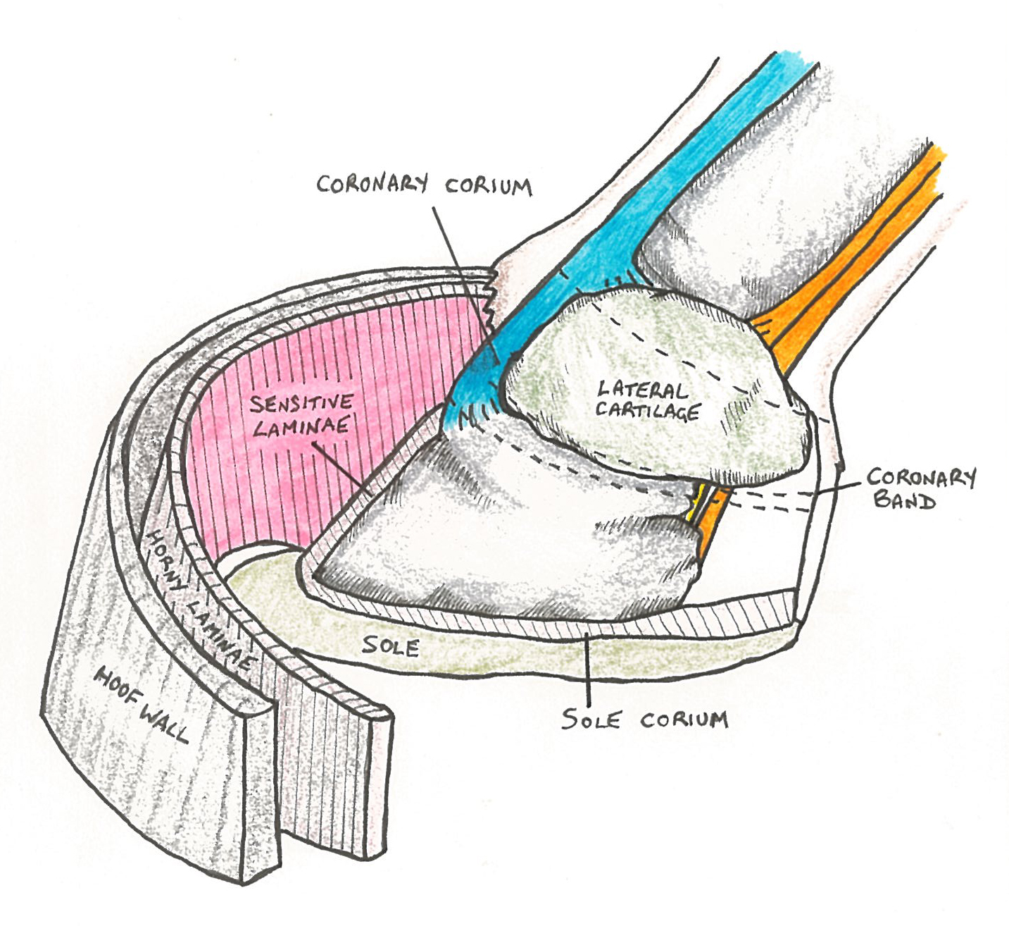 Anatomy for Natural Hoof Care Practitioners