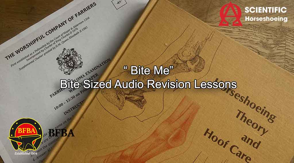 Bite Sized AUDIO Revision Course