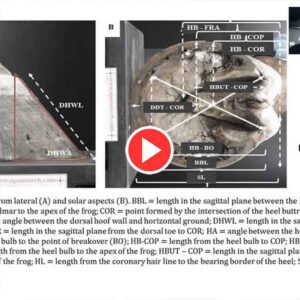 Hoof-Morphology-And-Foot-Pathology-Video
