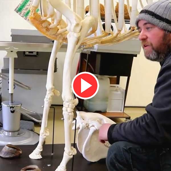 The-Equine-Skeleton-Thoracic-Limb-Video