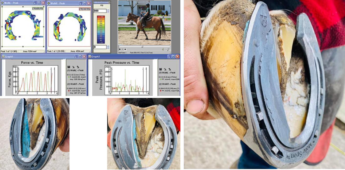 The use of ‘Inshoe Prosthetic Inserts’ in Farriery Treatment Plans – RECORDINGS NOW AVAILABLE
