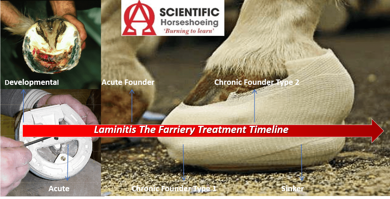 equine laminitis the farriery treatment timeline