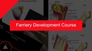 Farriery Development Course Rome