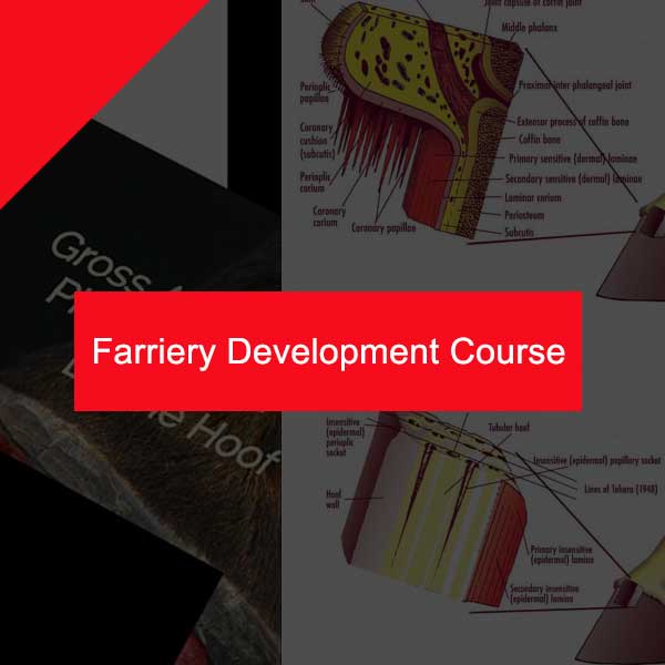 Farriery Development Course Rome