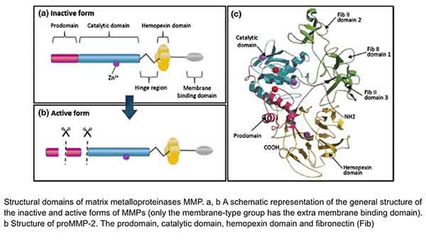 structural domains