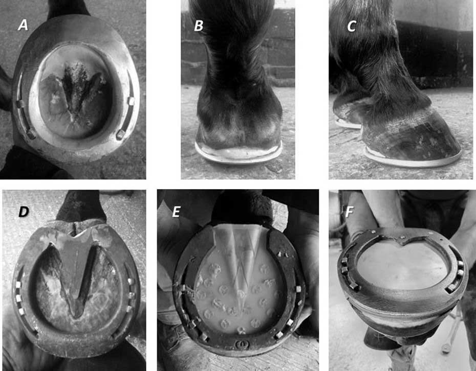 the art and science of horseshoeing