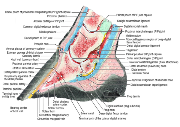 Gross Anatomy and Physiology of the Equine Hoof Part 1 - Scientific ...