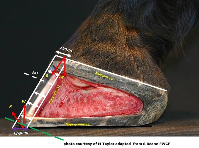 Introduction to Gross Anatomy and Physiology of the Equine Hoof