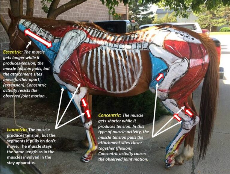 Muscles Tendons & Ligamanents Overview