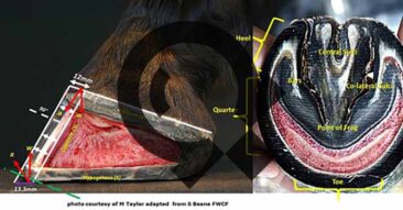 Anatomy of the Equine Lower Limb and Foot