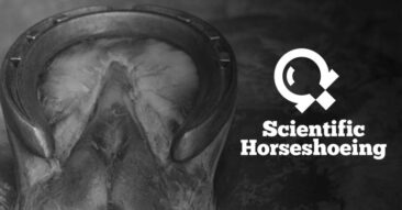 Considerations In Horseshoeing