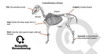 Level 1 Anatomy Osteology Study of Bone Part 1 bones of the lower limb