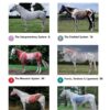 Horse Anatomy For Performance: A Practical Guide to Training, Riding and Horse Care  by Gillian Higgins (Author), Stephanie Martin (Author) - Image 3