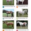 Horse Anatomy For Performance: A Practical Guide to Training, Riding and Horse Care  by Gillian Higgins (Author), Stephanie Martin (Author) - Image 4