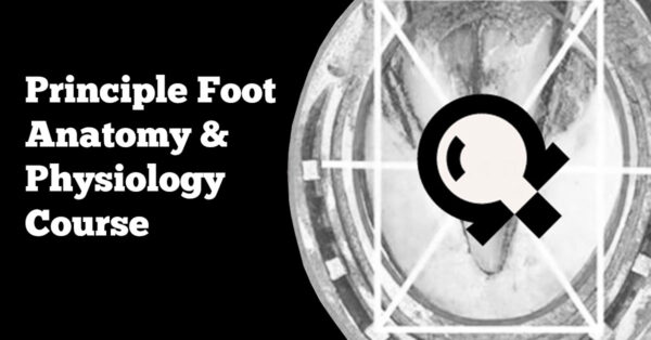 Principle Foot Anatomy & Physiology Course