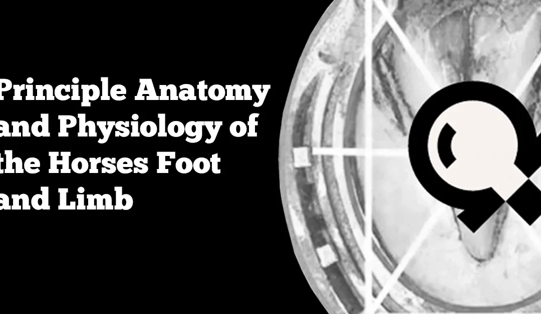 Principle Anatomy and Physiology of the Horses Foot and Limb