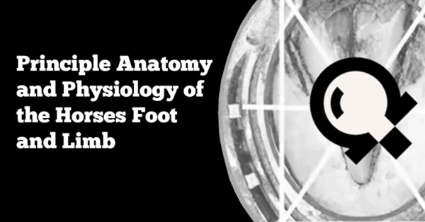 Principle Anatomy and Physiology of the Horses Foot and Limb
