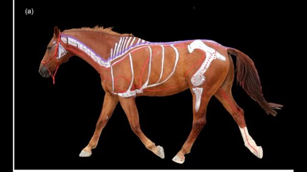 Hoof Care – The Whole Horse Connection